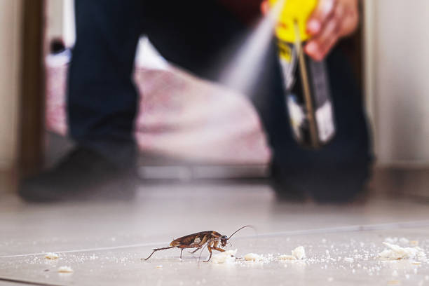 Best Pest Control Near Me in Lake San Marcos, CA